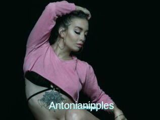 Antonianipples