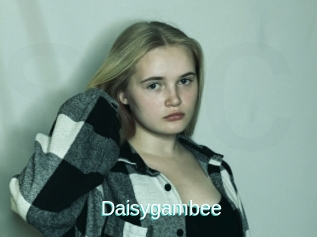 Daisygambee