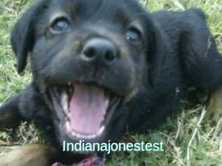 Indianajonestest