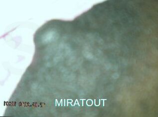 MIRATOUT