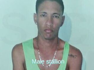 Male_stallion