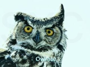 Owlface