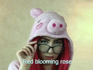 Red_blooming_rose